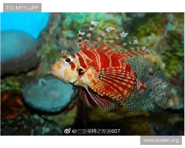 博鱼官网平台下载安装流程详解，帮助玩家轻松快速完成游戏安装与注册